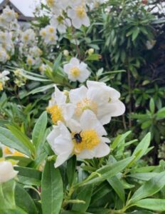 Bee visiting bush anemone (*Carpenteria californica*) in a California front yard.